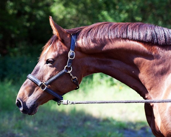 broodmare Fleur (Westphalian, 2003, from Fidermark)