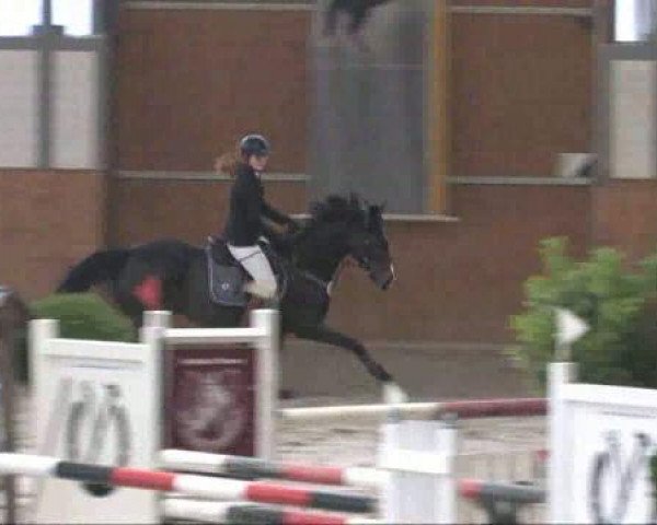 jumper Valentino 274 (German Riding Pony, 2004, from Viscount)