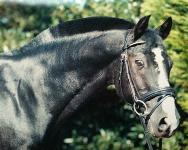 dressage horse Dream Boy MF (German Riding Pony, 1993, from Bavarottie)