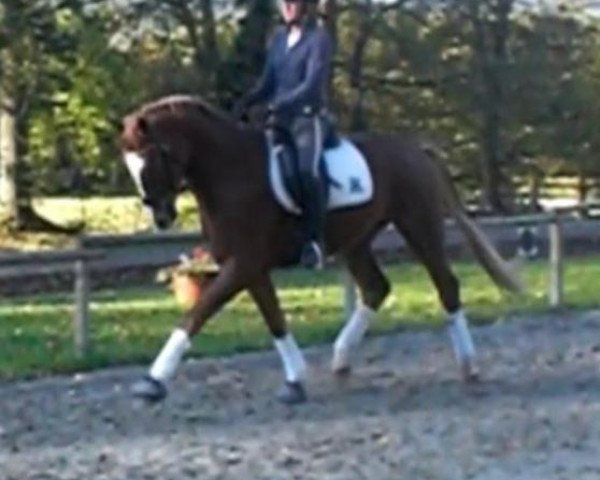 dressage horse Finix (Westphalian, 2008, from Flatley 2)