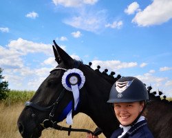 dressage horse Deich Krönchen (Hanoverian, 2016, from Dancier)