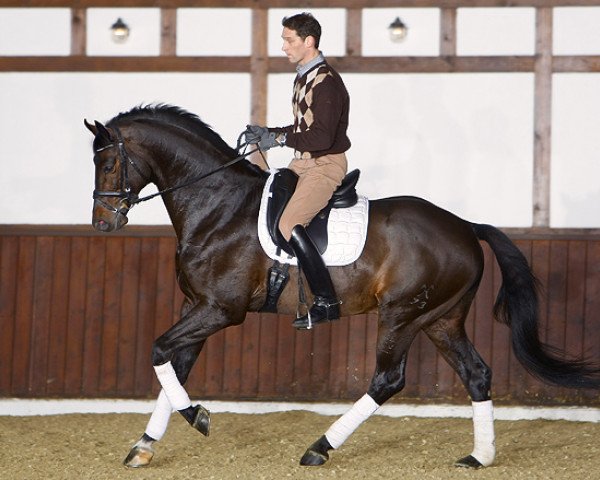stallion Goldfever II (Hanoverian, 2004, from Grosso Z)