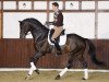 stallion Goldfever II (Hanoverian, 2004, from Grosso Z)