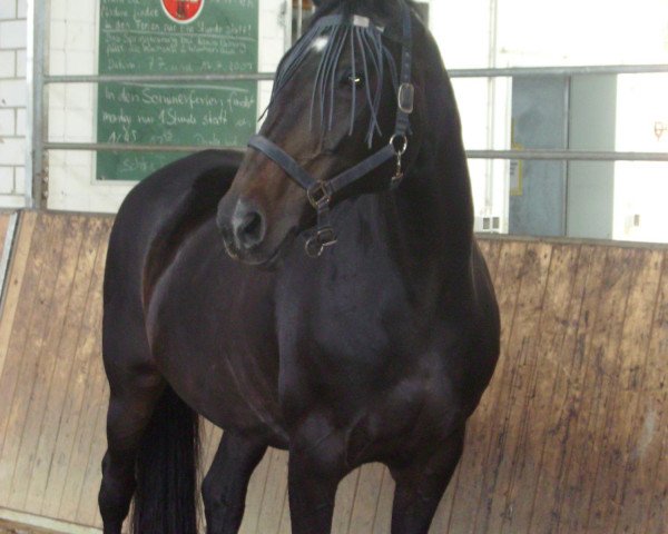 broodmare Fantoche (Westphalian, 1987, from Feuerfunke xx)