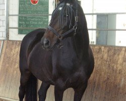 broodmare Fantoche (Westphalian, 1987, from Feuerfunke xx)