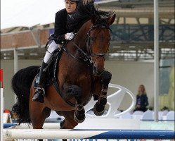 stallion Langet (Hanoverian, 2002)