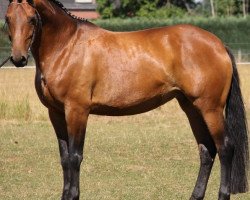 broodmare Felina T (Rhinelander, 2002, from Feiner Ludwig)