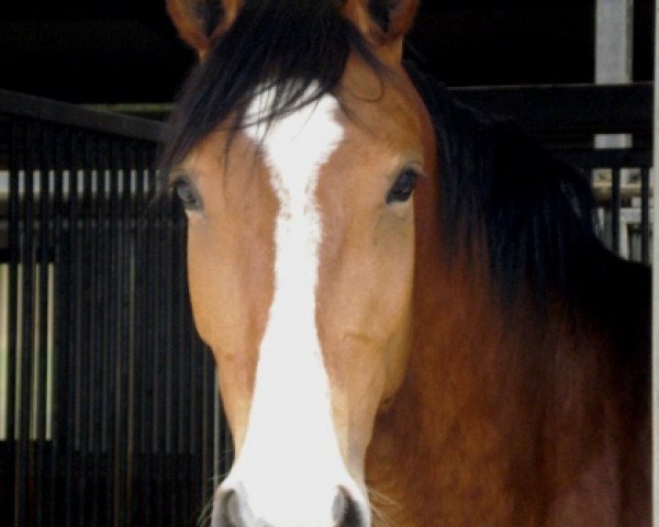 broodmare Onet le Château (German Warmblood, 2005, from Wackerbarth)