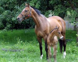 Springpferd Cesario (Deutsches Sportpferd, 2011, von Casdorff)