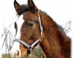 broodmare Monet le Château (Oldenburg, 2011, from Steniro)