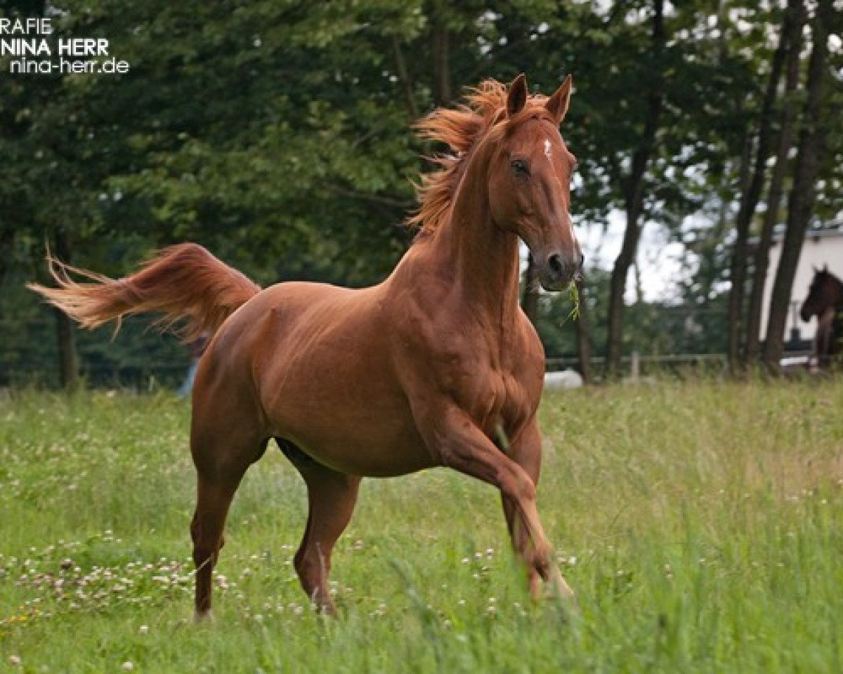 horse Pedro 880 (Quarter Horse, 1993, from American Quarter Horse)