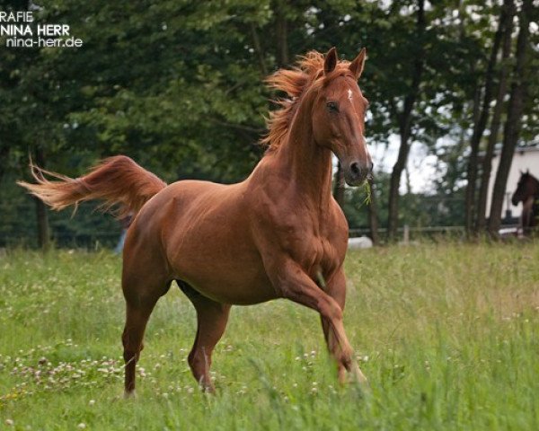 Pferd Pedro 880 (Quarter Horse, 1993, von American Quarter Horse)