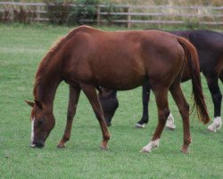 broodmare Treliver de Chandelier (anglo european sporthorse, 2004, from Dimaggio)