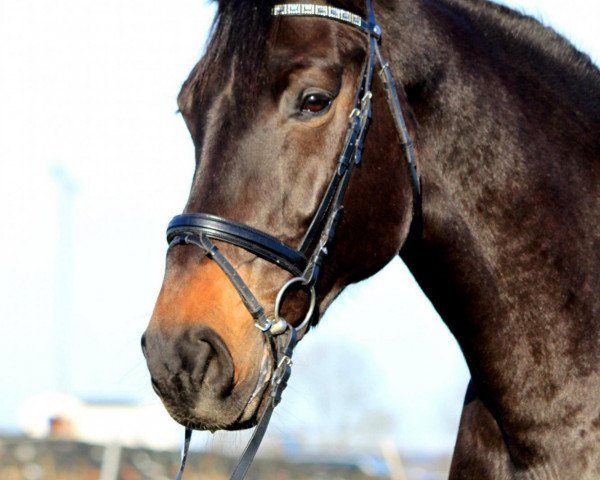 broodmare Tarisma (Holsteiner, 2003, from Charisma)