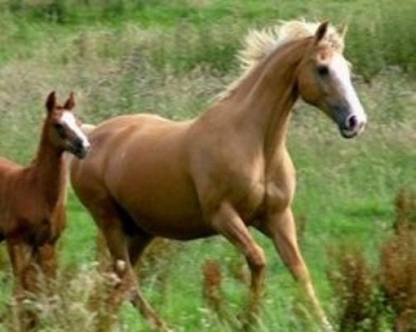 broodmare Krystal II (British Sport Horse, 1983, from Grand Ferdel)