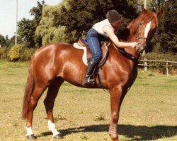 stallion Grand Ferdel (Hanoverian, 1978, from Graditz)