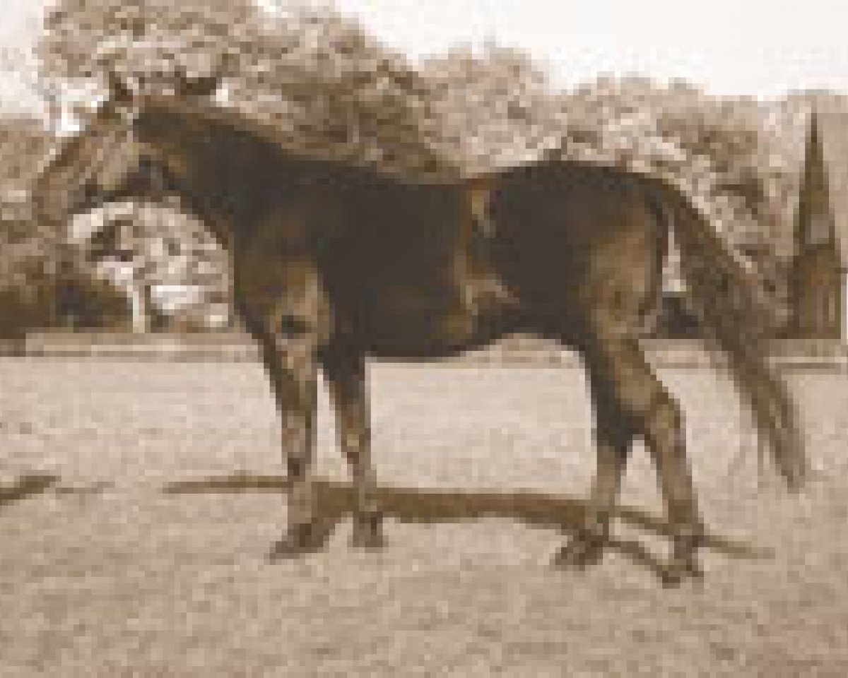 Deckhengst Winnetou (Hannoveraner, 1964, von Ferdinand)