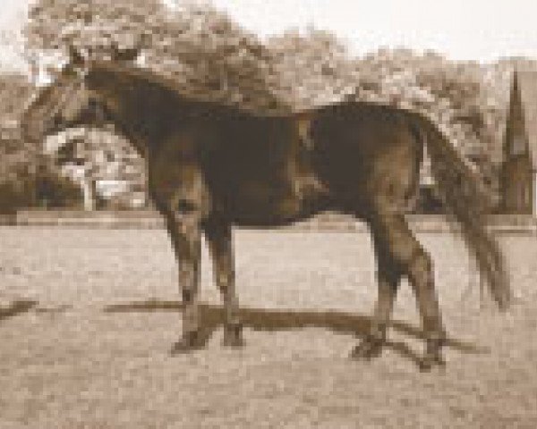 stallion Winnetou (Hanoverian, 1964, from Ferdinand)