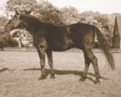 stallion Winnetou (Hanoverian, 1964, from Ferdinand)