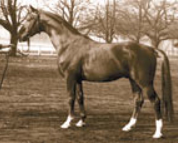 horse Sender (Hanoverian, 1955, from Senator)