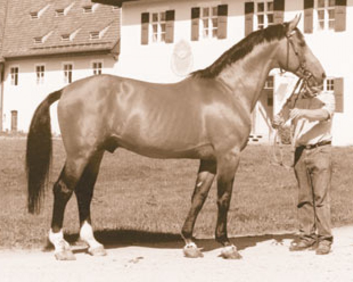 Deckhengst Rasso (Westfale, 1971, von Ramiro Z)