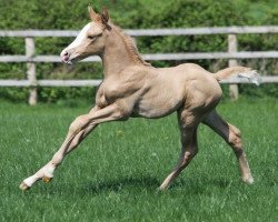 horse Treliver Matilda (British Sport Horse, 2011, from McJonnas)