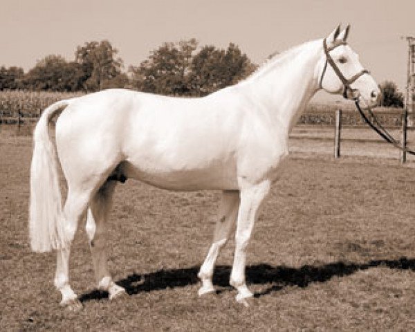 stallion Godehard (Hanoverian, 1976, from Gotthard)