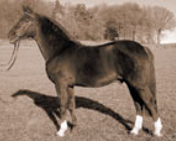 stallion Furioso's Sohn (Oldenburg, 1970, from Furioso II)