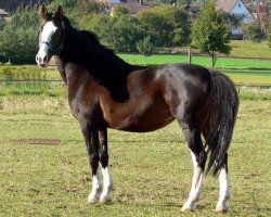 horse Untouchable Gipsy (Württemberger, 1988, from Ultimo)