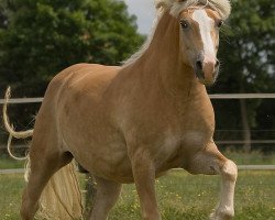 Dressurpferd Gustl aus Münster (Haflinger, 2004, von Alex)