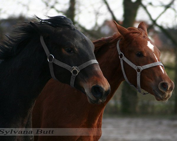 dressage horse Filigran S (Rhinelander, 2007, from Fiano)