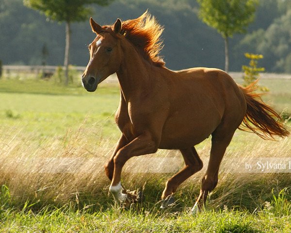 dressage horse Ferry Fox S (Rhinelander, 2007, from Fiano)