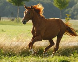 dressage horse Ferry Fox S (Rhinelander, 2007, from Fiano)