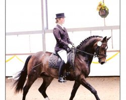 dressage horse Wilco 48 (Rhinelander, 2004, from Weltrubin)