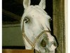 horse Seibel ox (Arabian thoroughbred, 1965, from Karmin 1952 ox)