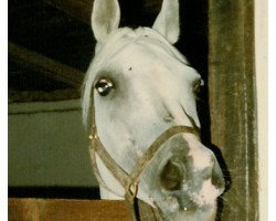 stallion Seibel ox (Arabian thoroughbred, 1965, from Karmin 1952 ox)