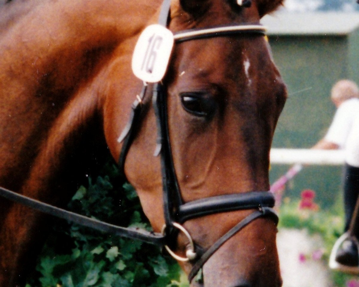 broodmare Sonett (Trakehner, 1991, from Mackensen)