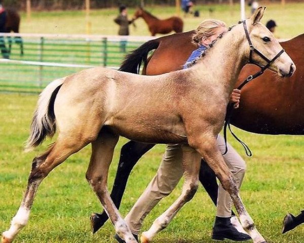 horse RSC Henry (British Sport Horse, 2011, from McJonnas)