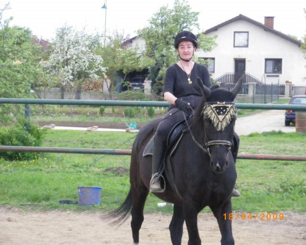 dressage horse Naomi (Oldenburg, 1992)