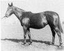 broodmare Quickly xx (Thoroughbred, 1930, from Haste xx)