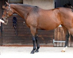 broodmare Adaptable (Thoroughbred, 2001, from Groom Dancer xx)