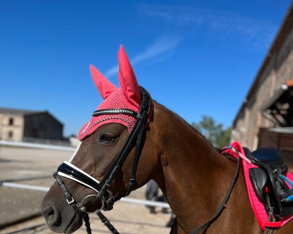 Zuchtstute Royale Diva (Deutsches Reitpony, 2013, von Coke saint of the Life)