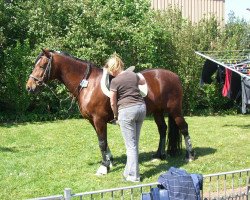 Zuchtstute Bimberg Moya (Welsh-Cob (Sek. D), 1991, von Zeus of Stowell)