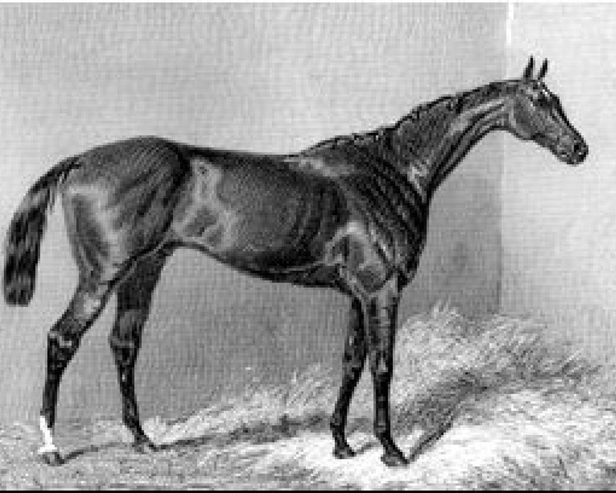 stallion Kingcraft xx (Thoroughbred, 1867, from King Tom xx)