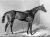 stallion Kingcraft xx (Thoroughbred, 1867, from King Tom xx)