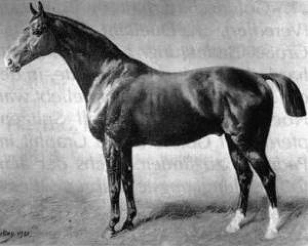 horse King (Hanoverian, 1890, from Kingdom xx)