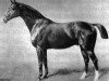 stallion King (Hanoverian, 1890, from Kingdom xx)