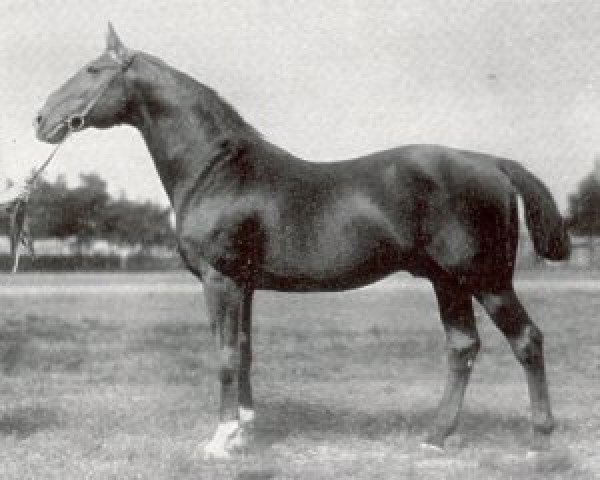 stallion Kirkland (Hanoverian, 1904, from King)