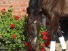 dressage horse Sambuca PS (Westphalian, 2004, from Sir Bedo)