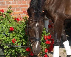 dressage horse Sambuca PS (Westphalian, 2004, from Sir Bedo)